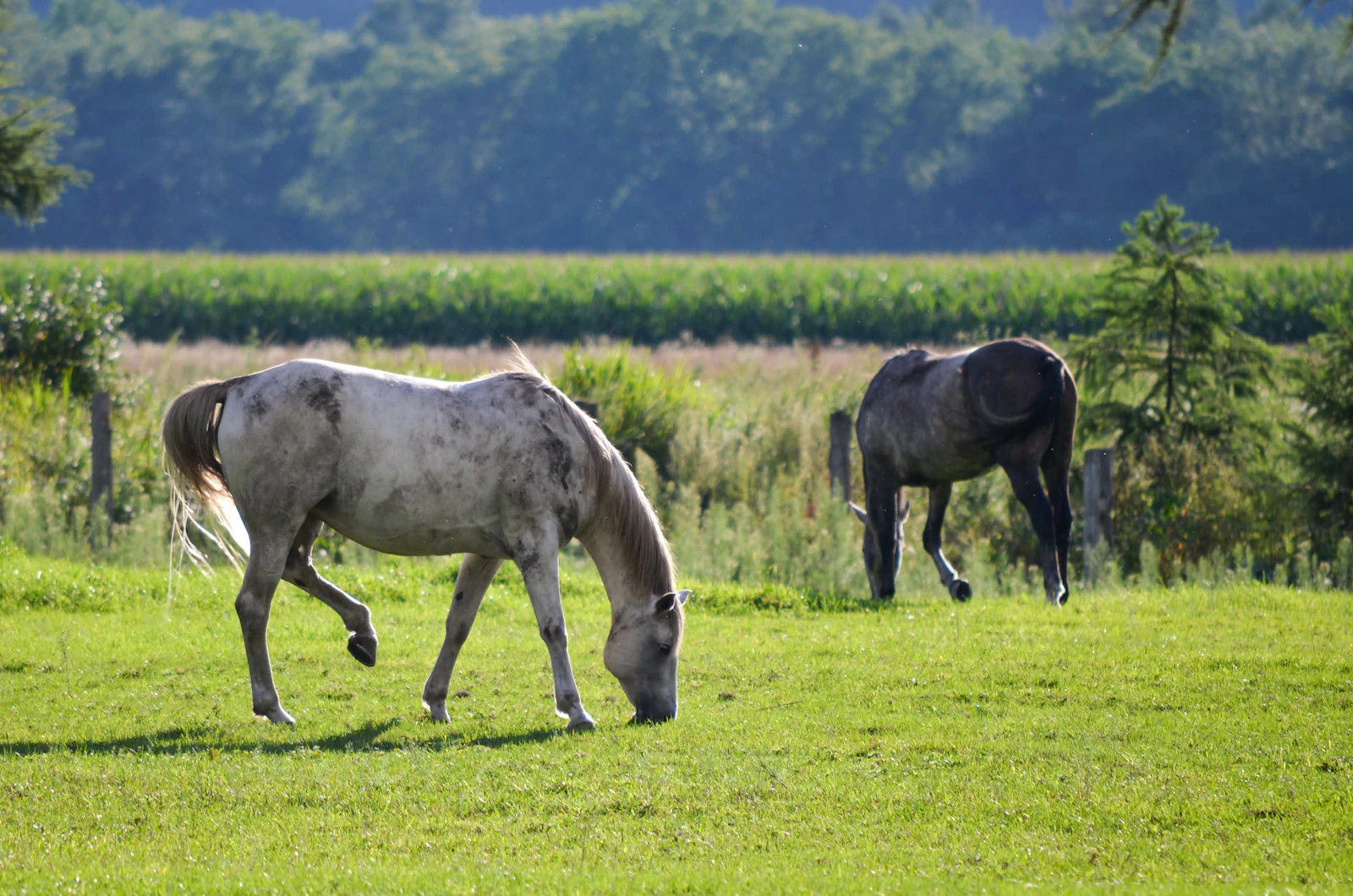 Two horses grazing in a green pasture in Hokkaido